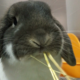 動くおと♪、オーツヘイ食べて待ってるんだ♪の画像