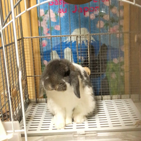 動くおと♪、あくびー♪の画像