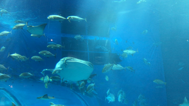 美ら海水族館の記事動画