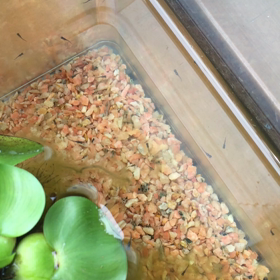 黒メダカの赤ちゃんの画  像