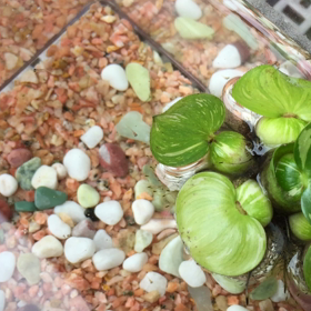 パンダメダカの赤ちゃんの画像