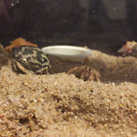 ヤドカリさんの画像