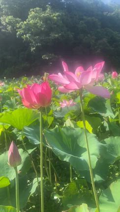 古代蓮を見てきました＊大人の夏は早朝から動くにかぎる？＊蓮のオーラの記事動画