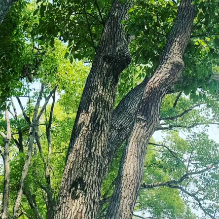 自然の友だちの記事動画