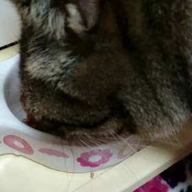 たんまりの画像