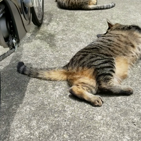 お外にでるとの画像