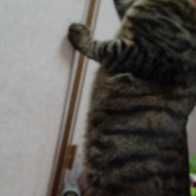 だせの画像