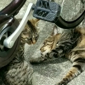 ゴロゴロの画像