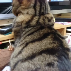 おめめの画像