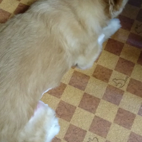 痛さ。の画像