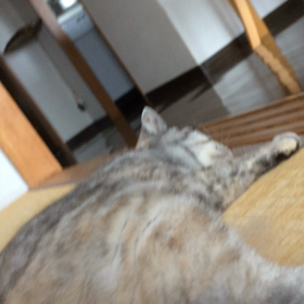 おなかの画像