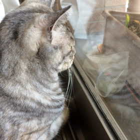 たまむしふたたびの画像