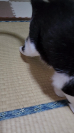 頑張ってますの記事動画