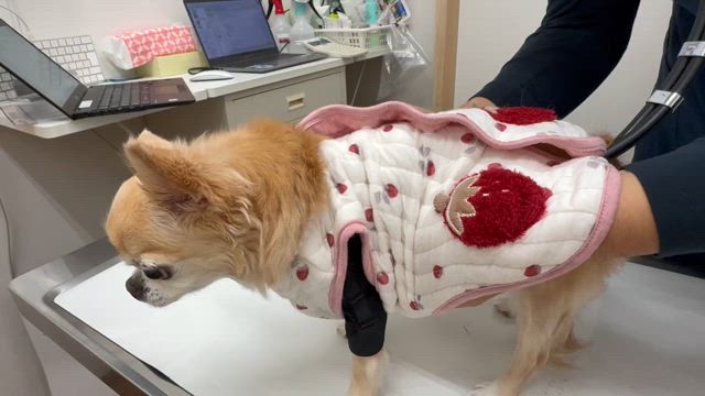 心臓手術後1年3ヶ月検診でしたの記事動画