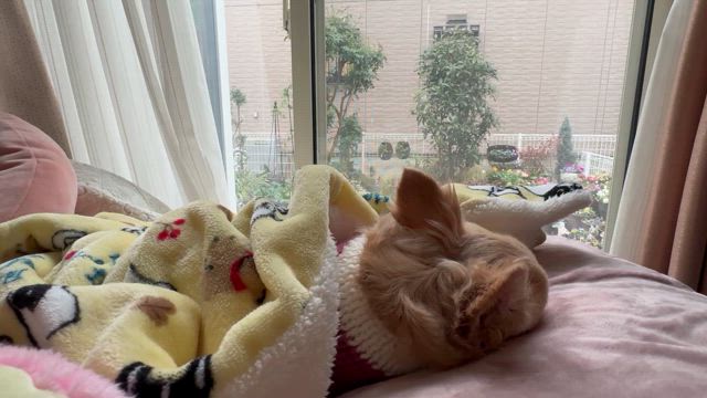 ❄️雪の華❄️の記事動画