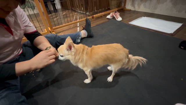 華 今日も、頑張ったよの記事動画