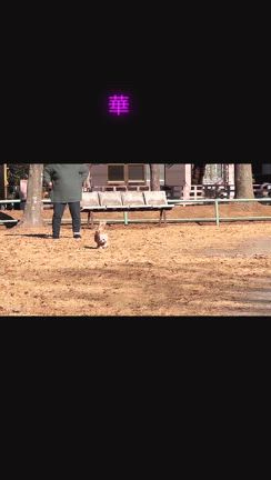 いつも 頑張ってくれて「ありがとう」の記事動画