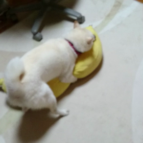相棒の画像