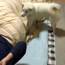 じゃれ愛の画像