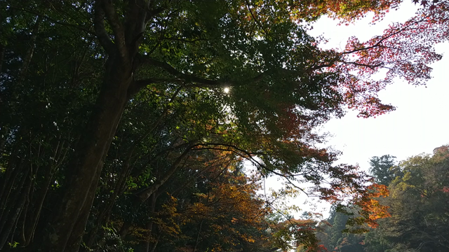 ぼ、煩悩が…の記事動画