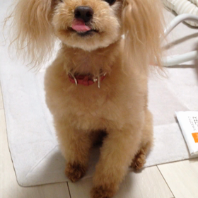 ごはんちょーだい♪ふみふみふみふみの画像