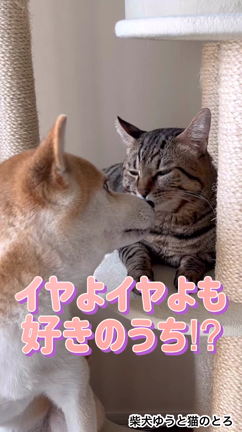 猫への愛は通じてる？の記事動画