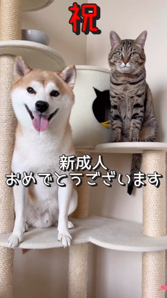 新成人おめでとうの記事動画