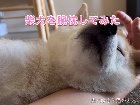 彼女づらしてくる柴犬の記事動画