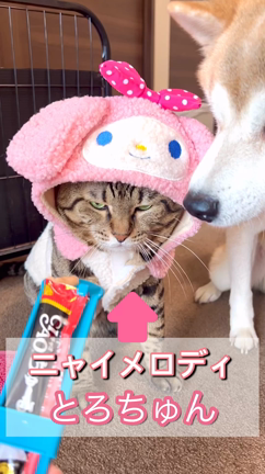 マイメロディになった猫の記事動画