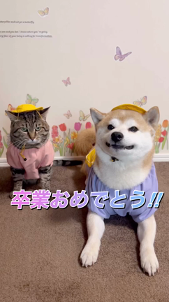 卒業式の記事動画