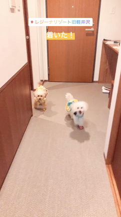♡家族旅行♡元保護犬2匹と共にレジーナリゾート旧軽井沢へ滞在✨の記事動画