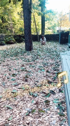 ♡家族旅行♡元保護犬2匹と共にレジーナリゾート旧軽井沢へ滞在✨の記事動画
