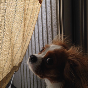 今日の晴子♡の画像