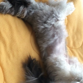我が家の愛犬の画像