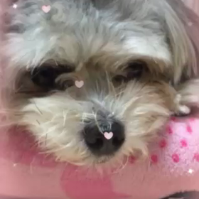 アプリの画像