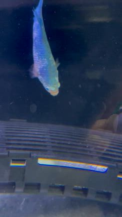 三色体外光リベンジとベタさん(*´ω`*)の記事動画