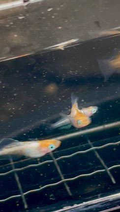 消えた栗ご飯と変な虫ｺﾝｶｲﾉﾜﾃﾞｶｲﾖ(°▽°)の記事動画