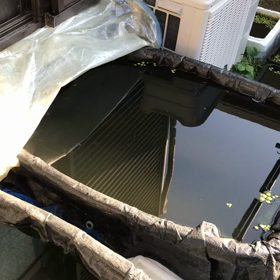 ミジンコって室外で越冬出来る？の画像