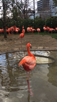 Ueno Zooの記事動画