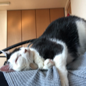 頑固な鼻炎だけど、元気なすずちゃんの画像