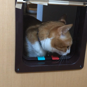 初キャットドアの画像
