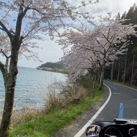 琵琶湖　海津大崎さくらの画像