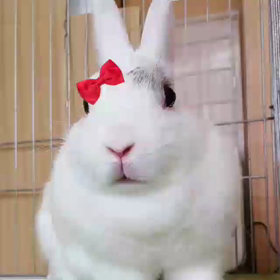 はまってるアプリの画像
