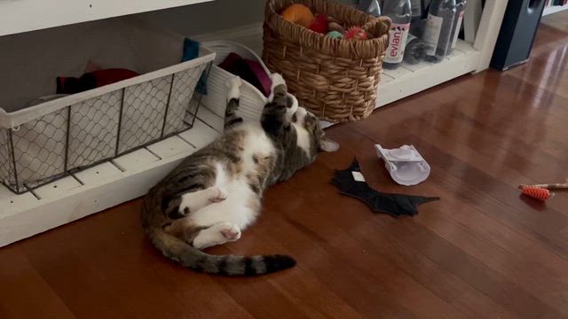 保護猫の可愛さが倍増した訳の記事動画