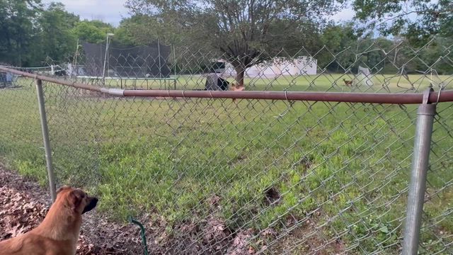 敷地内の現れた野生の鹿を見つけたらうちの犬はこうなるの記事動画