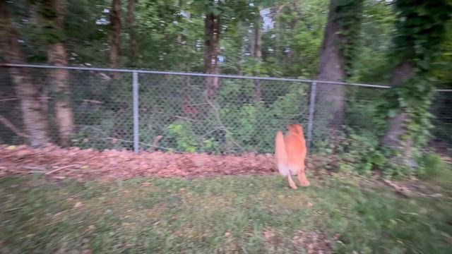 敷地内の現れた野生の鹿を見つけたらうちの犬はこうなるの記事動画