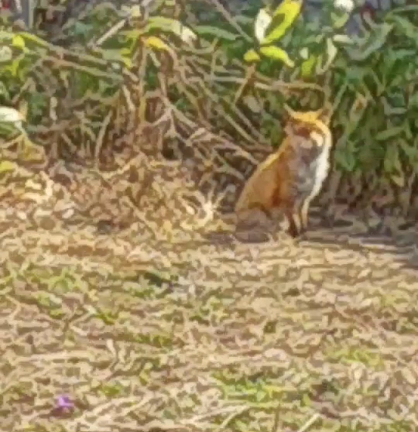空き地にの記事動画