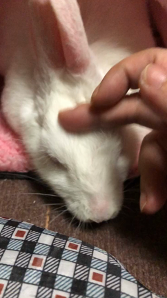 最近のお気に入りの記事動画