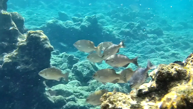 人生で一度はやってみたいことの記事動画