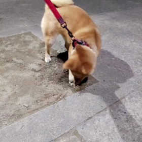 ここほれワンワン！の画像